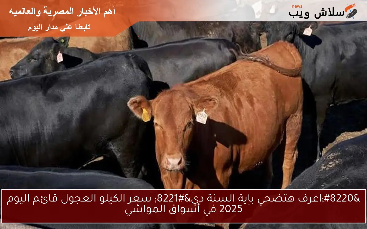 “اعرف هتضحي بإية السنة دي” سعر الكيلو العجول قائم اليوم 2025 في أسواق المواشي