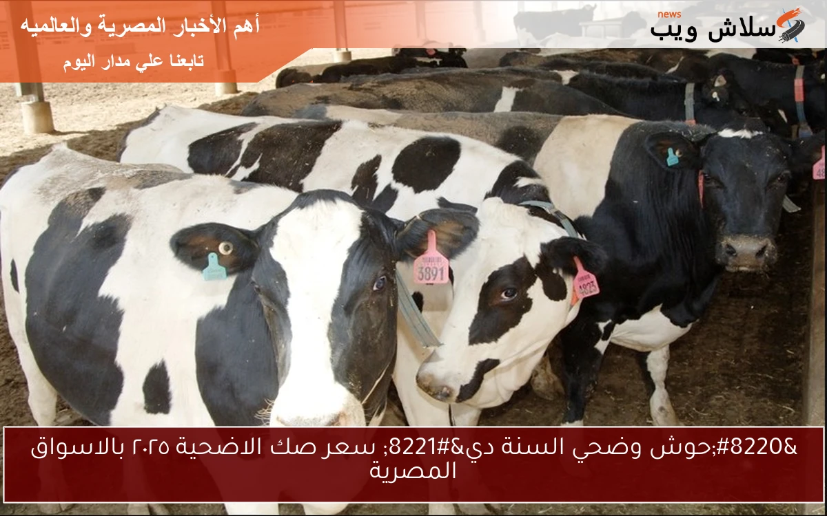 “حوش وضحي السنة دي” سعر صك الاضحية ٢٠٢٥ بالاسواق المصرية