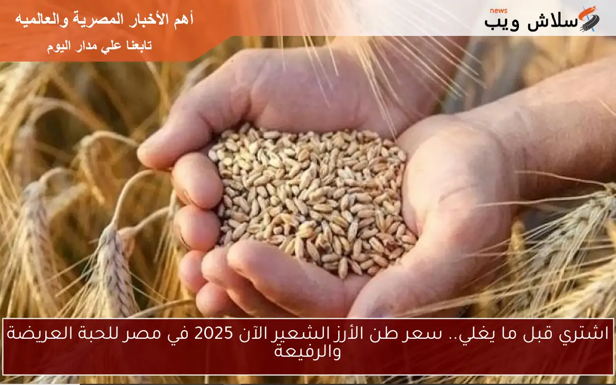 اشتري قبل ما يغلي.. سعر طن الأرز الشعير الآن 2025 في مصر للحبة العريضة والرفيعة