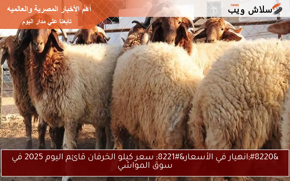 “انهيار في الأسعار” سعر كيلو الخرفان قائم اليوم 2025 في سوق المواشي