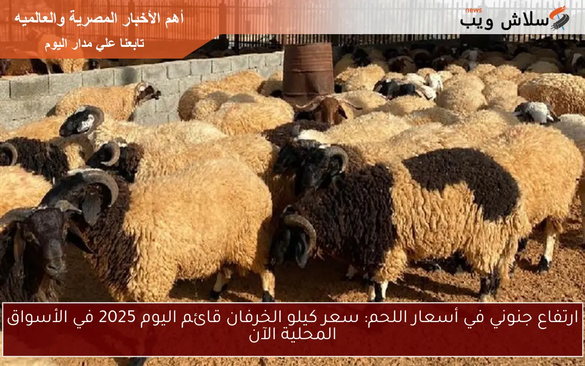 ارتفاع جنوني في أسعار اللحم: سعر كيلو الخرفان قائم اليوم 2025 في الأسواق المحلية الآن