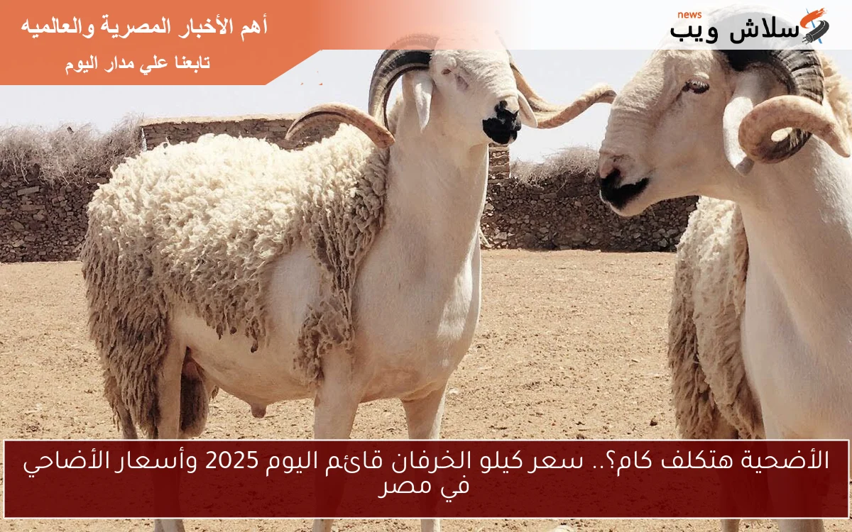 الأضحية هتكلف كام؟.. سعر كيلو الخرفان قائم اليوم 2025 وأسعار الأضاحي في مصر