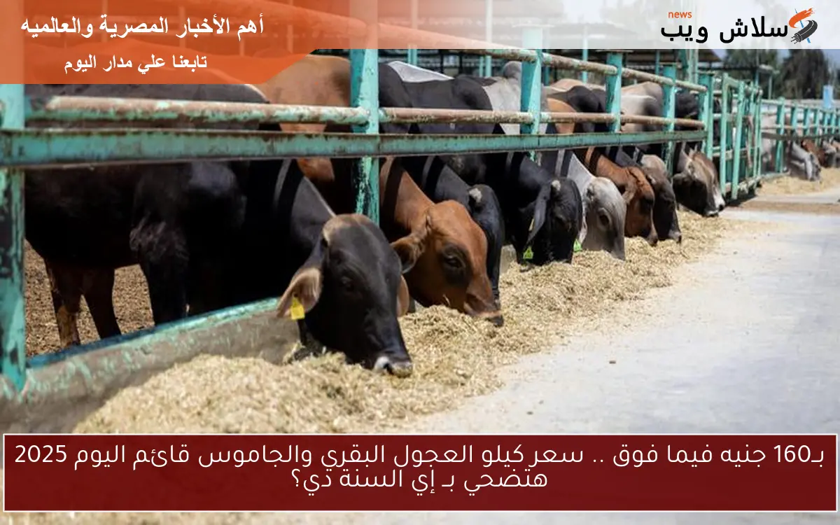 بــ160 جنيه فيما فوق .. سعر كيلو العجول البقري والجاموس قائم اليوم 2025 هتضحي بــ إي السنة دي؟