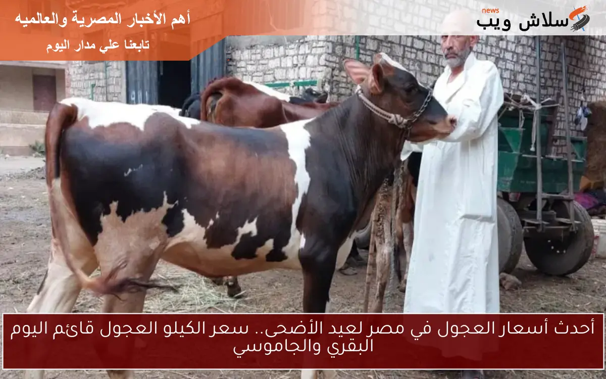 أحدث أسعار العجول في مصر لعيد الأضحى.. سعر الكيلو العجول قائم اليوم البقري والجاموسي