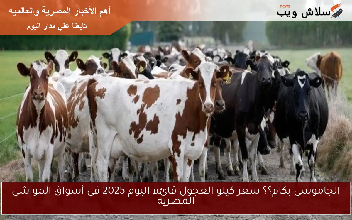 الجاموسي بكام؟؟ سعر كيلو العجول قائم اليوم 2025 في أسواق المواشي المصرية