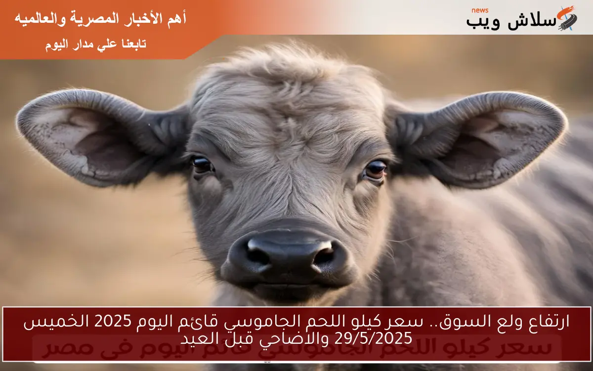 ارتفاع ولع السوق.. سعر كيلو اللحم الجاموسي قائم اليوم 2025 الخميس 29/5/2025 واضاحي العيد الكبير