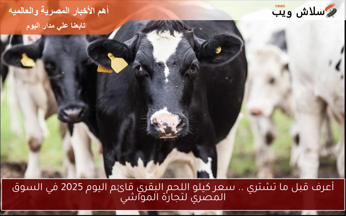 أشتري دلوقت وبلاش تأجيل .. سعر كيلو اللحم البقري قائم اليوم الجمعة 2025 في السوق المصري لتجارة المواشي
