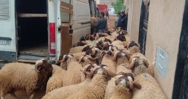 عيد بلا أضحية في المغرب مع حملات تفتيش على المنازل لضبط المواشي ومنع ذبحها خلال العيد 2 عيد بلا أضحية في المغرب مع حملات تفتيش على المنازل لضبط المواشي ومنع ذبحها خلال العيد