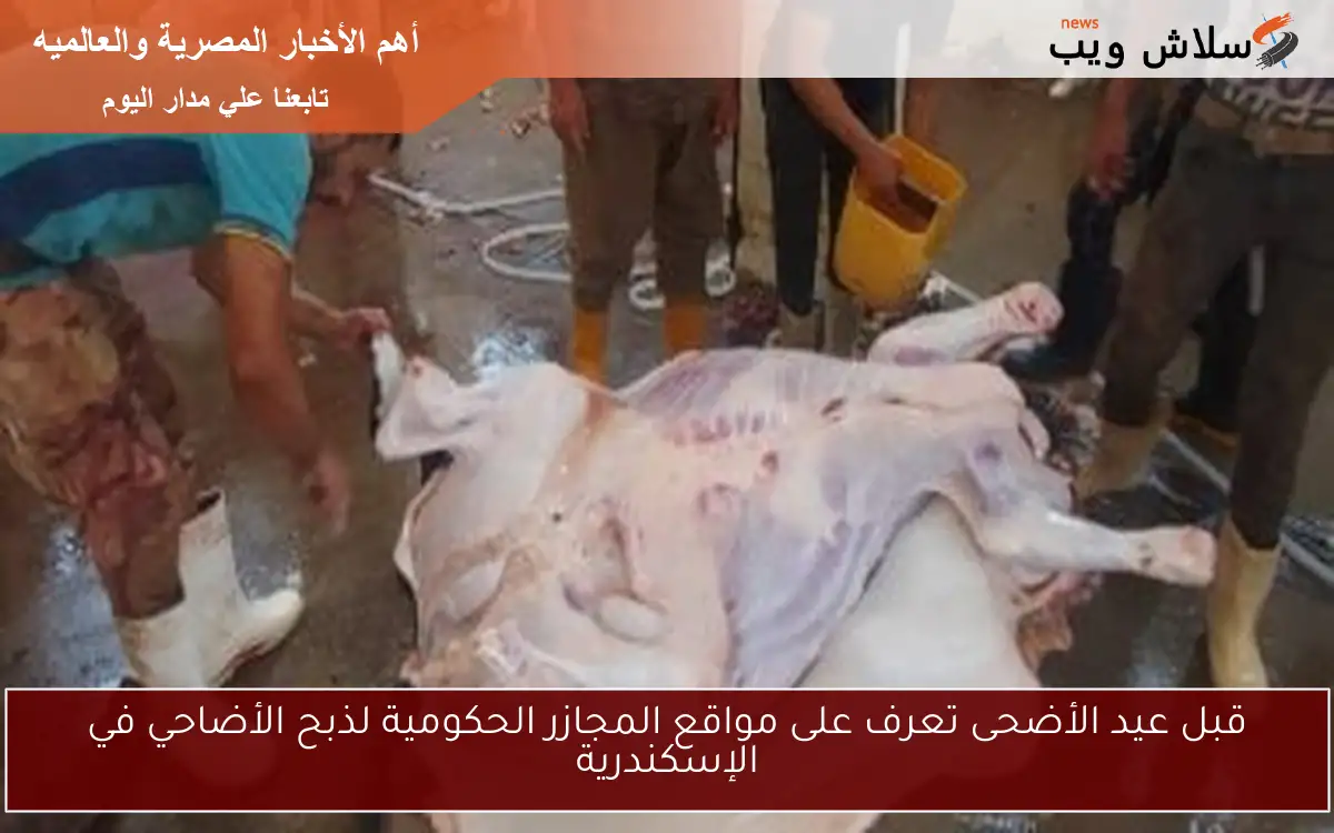 قبل عيد الأضحى تعرف على مواقع المجازر الحكومية لذبح الأضاحي في الإسكندرية