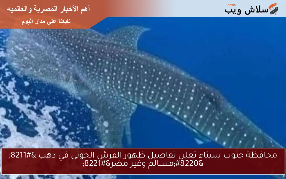 محافظة جنوب سيناء تعلن تفاصيل ظهور القرش الحوتى في دهب - "مسالم وغير مضر" 2 محافظة جنوب سيناء تعلن تفاصيل ظهور القرش الحوتى في دهب – “مسالم وغير مضر”