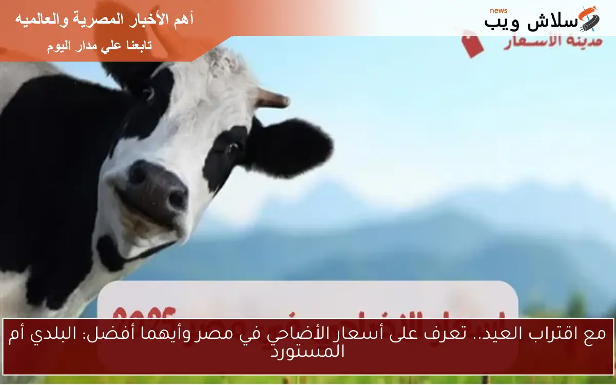 مع اقتراب العيد.. تعرف على أسعار الأضاحي في مصر وأيهما أفضل: البلدي أم المستورد 2 مع اقتراب العيد.. تعرف على أسعار الأضاحي في مصر وأيهما أفضل: البلدي أم المستورد