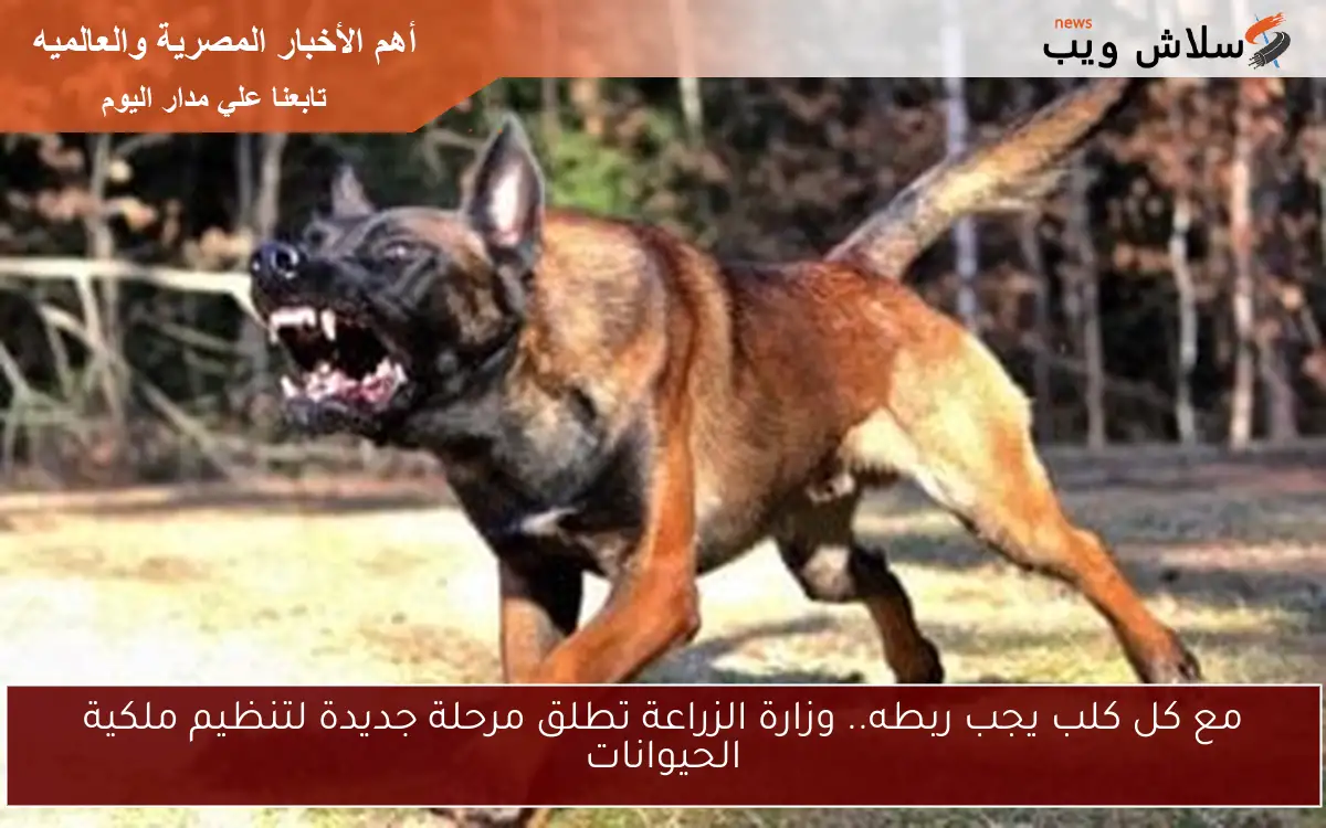 مع كل كلب يجب ربطه.. وزارة الزراعة تطلق مرحلة جديدة لتنظيم ملكية الحيوانات 2 مع كل كلب يجب ربطه.. وزارة الزراعة تطلق مرحلة جديدة لتنظيم ملكية الحيوانات