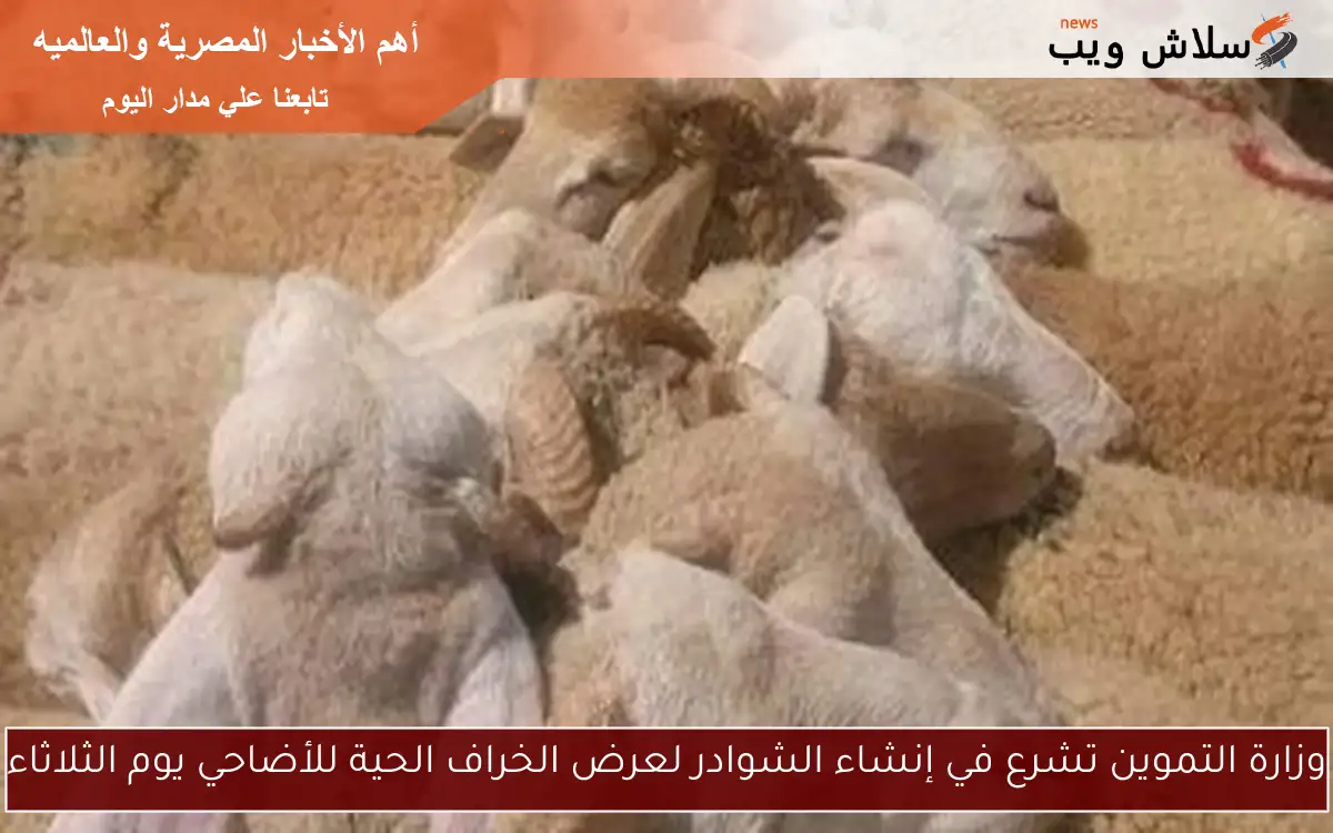 وزارة التموين تشرع في إنشاء الشوادر لعرض الخراف الحية للأضاحي يوم الثلاثاء