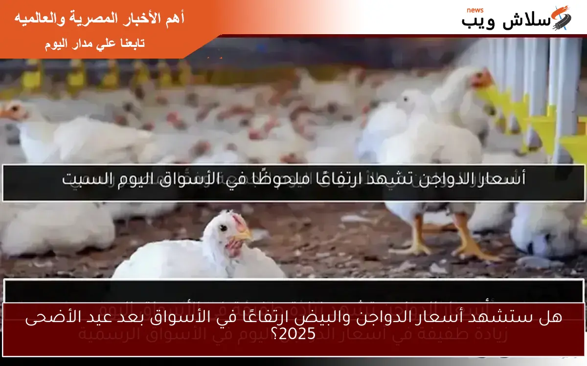 هل ستشهد أسعار الدواجن والبيض ارتفاعًا في الأسواق بعد عيد الأضحى 2025؟ 2 هل ستشهد أسعار الدواجن والبيض ارتفاعًا في الأسواق بعد عيد الأضحى 2025؟