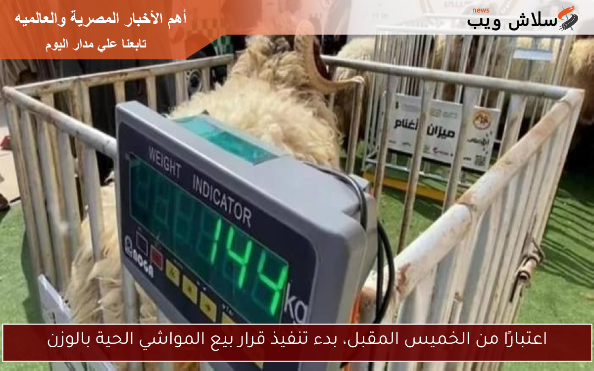 اعتبارًا من الخميس المقبل، بدء تنفيذ قرار بيع المواشي الحية بالوزن