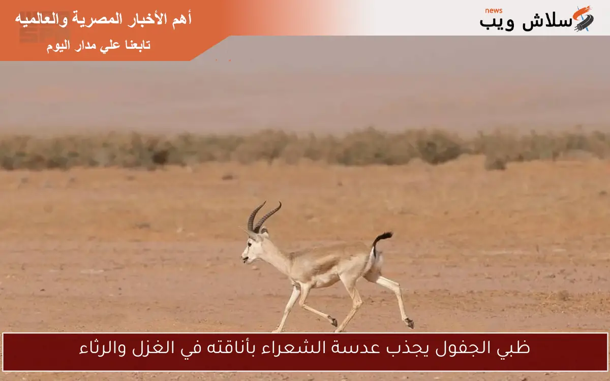 ظبي الجفول يجذب عدسة الشعراء بأناقته في الغزل والرثاء