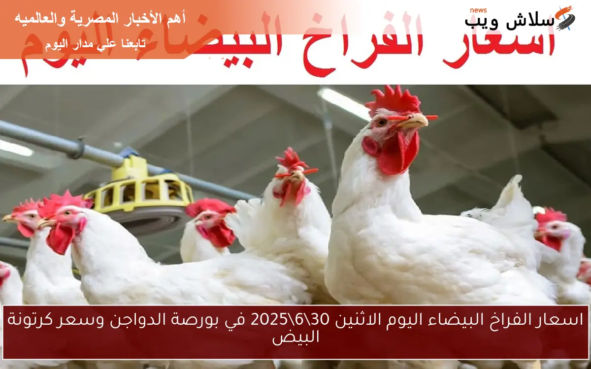 اسعار الفراخ البيضاء اليوم الاثنين 30\6\2025 في بورصة الدواجن وسعر كرتونة البيض