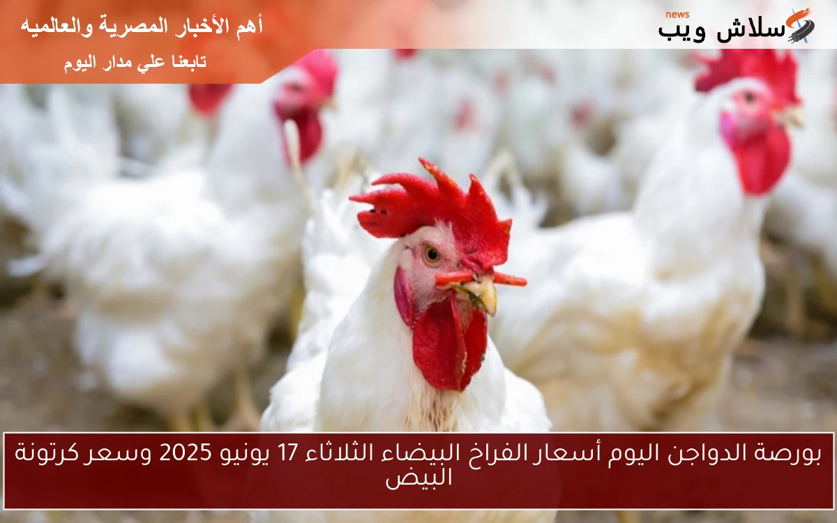 بورصة الدواجن اليوم أسعار الفراخ البيضاء الثلاثاء 17 يونيو 2025 وسعر كرتونة البيض 2 بورصة الدواجن اليوم أسعار الفراخ البيضاء الثلاثاء 17 يونيو 2025 وسعر كرتونة البيض