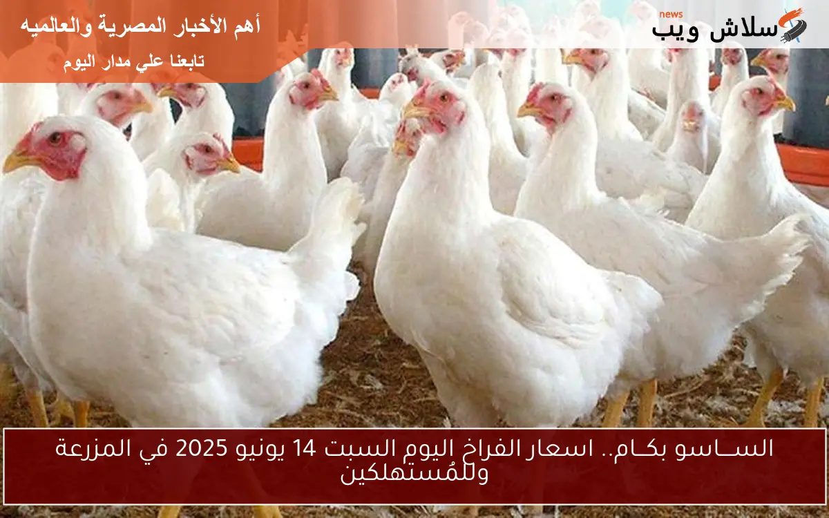 الســــاسو بكـــام.. اسعار الفراخ اليوم السبت 14 يونيو 2025 في المزرعة وللمُستهلكين 2 الســــاسو بكـــام.. اسعار الفراخ اليوم السبت 14 يونيو 2025 في المزرعة وللمُستهلكين