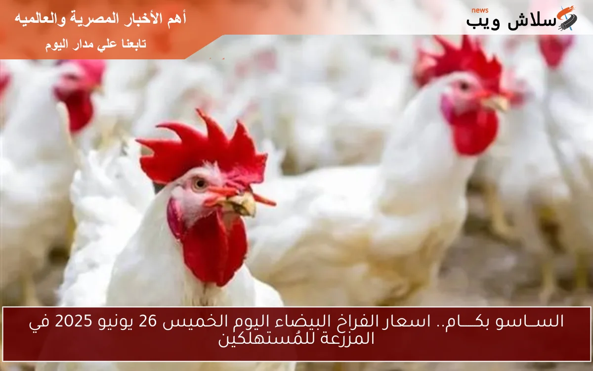 الســـاسو بكــــــام.. اسعار الفراخ البيضاء اليوم الخميس 26 يونيو 2025 في المزرعة للمُستهلكين