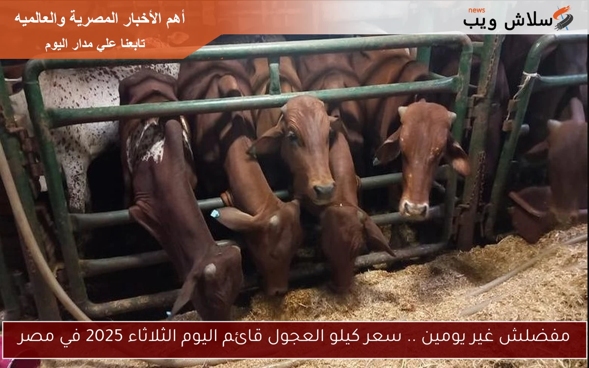 مفضلش غير يومين .. سعر كيلو العجول قائم اليوم الثلاثاء 2025 في مصر 2 مفضلش غير يومين .. سعر كيلو العجول قائم اليوم الثلاثاء 2025 في مصر