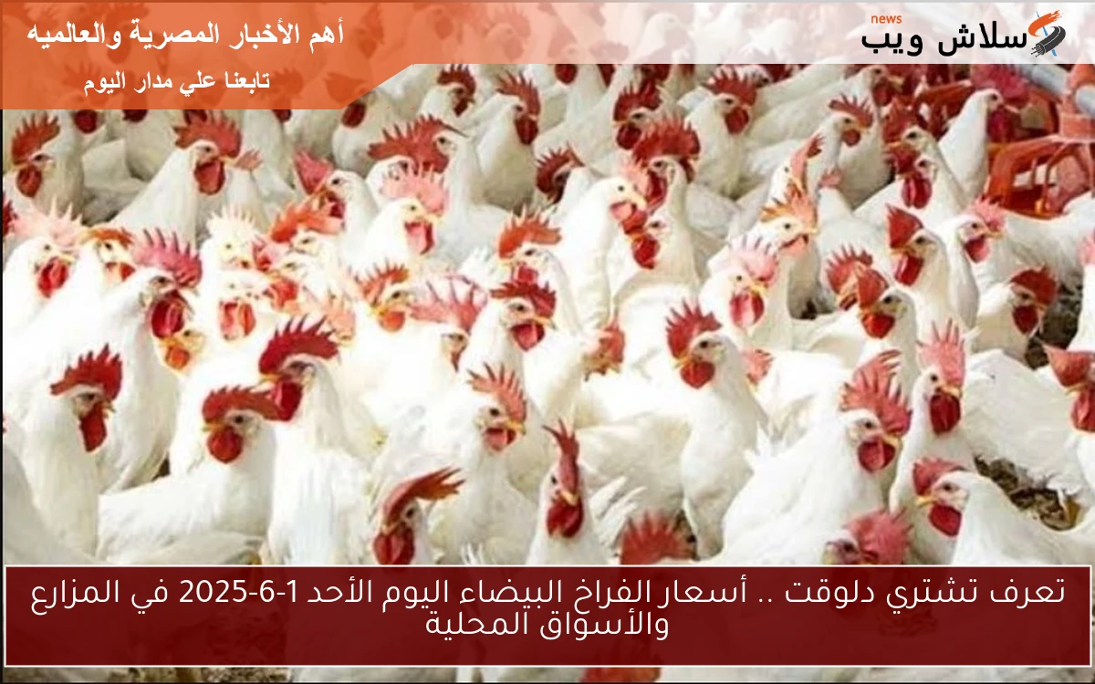 تعرف تشتري دلوقت .. أسعار الفراخ البيضاء اليوم الأحد 1-6-2025 في المزارع والأسواق المحلية 2 تعرف تشتري دلوقت .. أسعار الفراخ البيضاء اليوم الأحد 1-6-2025 في المزارع والأسواق المحلية