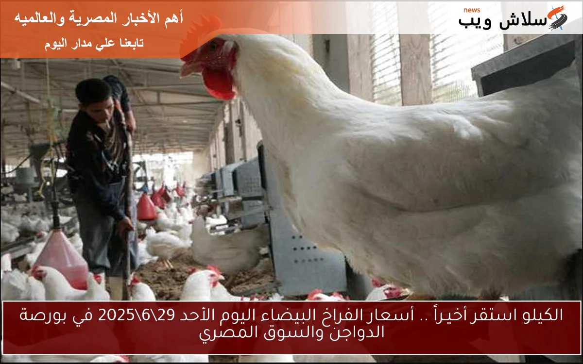 الكيلو استقر أخيـراً .. أسعار الفراخ البيضاء اليوم الأحد 29\6\2025 في بورصة الدواجن والسوق المصري