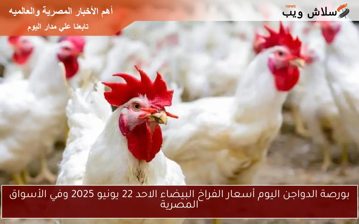 بورصة الدواجن اليوم أسعار الفراخ البيضاء الاحد 22 يونيو 2025 وفي الأسواق المصرية 2 بورصة الدواجن اليوم أسعار الفراخ البيضاء الاحد 22 يونيو 2025 وفي الأسواق المصرية