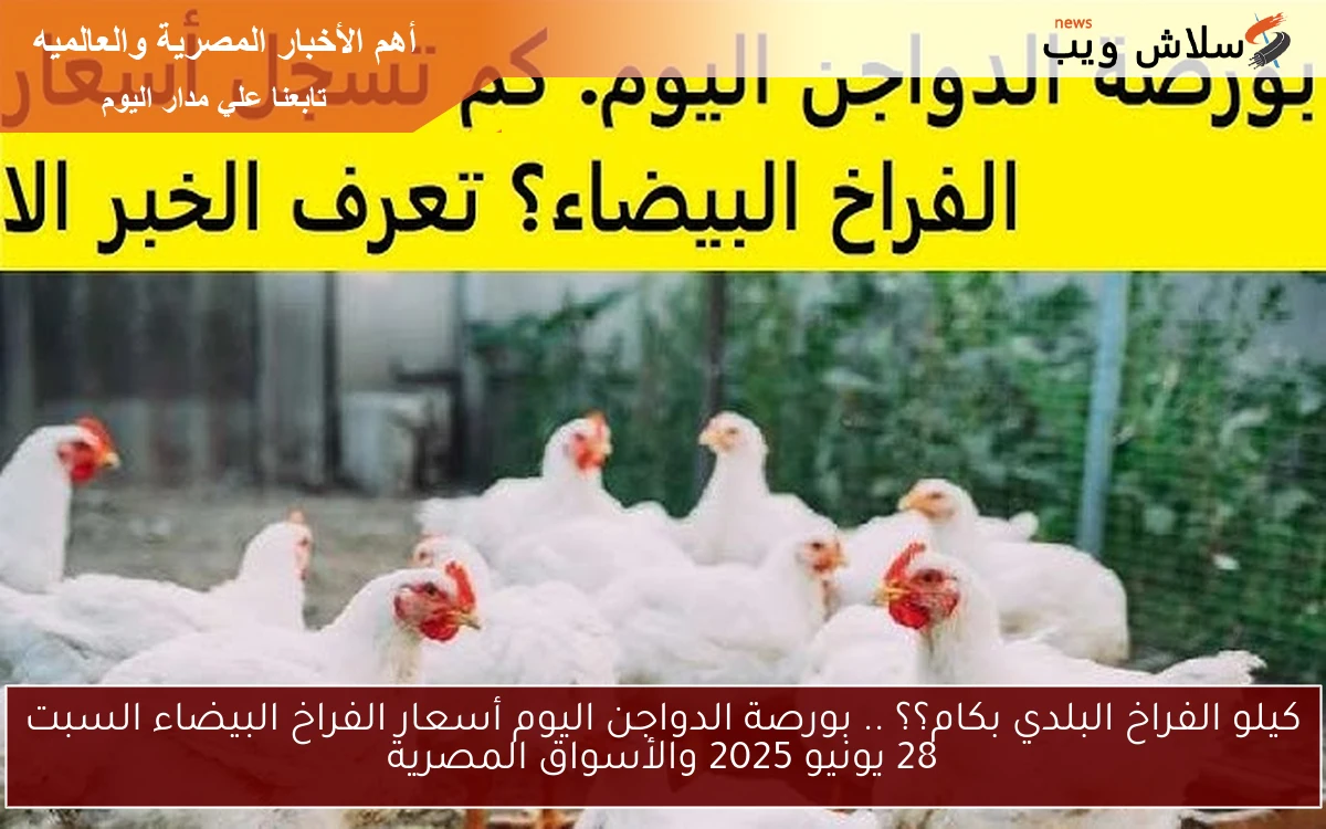 كيلو الفراخ البلدي بكام؟؟ .. بورصة الدواجن اليوم أسعار الفراخ البيضاء السبت 28 يونيو 2025 والأسواق المصرية