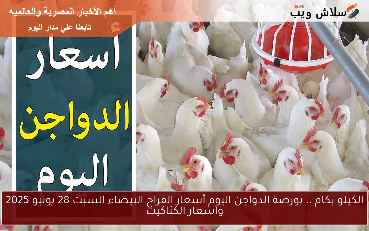 الكيلو بكام .. بورصة الدواجن اليوم أسعار الفراخ البيضاء السبت 28 يونيو 2025 وأسعار الكتاكيت