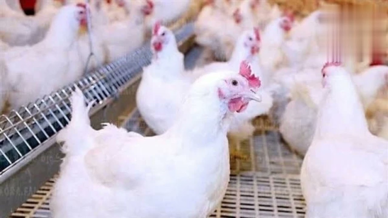 بورصة الدواجن اليوم أسعار الفراخ البيضاء الاثنين 9-6-2025 في المحلات التجارية وللمستهلك 2 بورصة الدواجن اليوم أسعار الفراخ البيضاء الاثنين 9-6-2025 في المحلات التجارية وللمستهلك