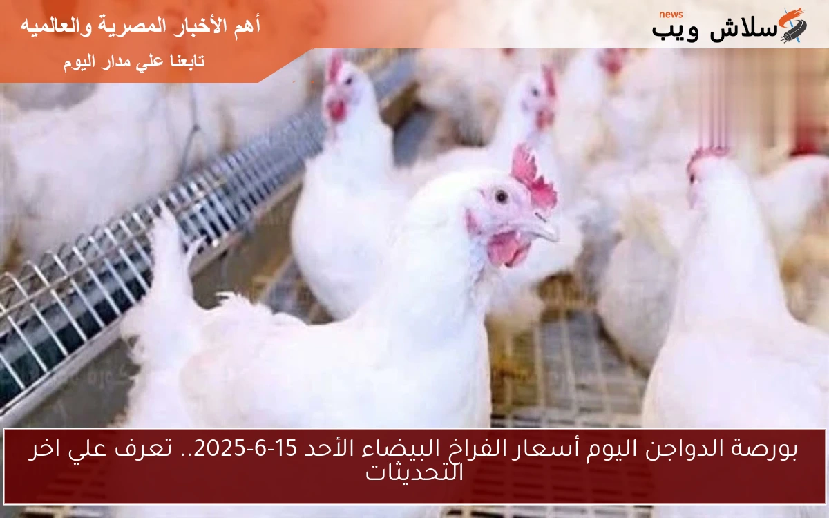 بورصة الدواجن اليوم أسعار الفراخ البيضاء الأحد 15-6-2025.. تعرف علي اخر التحديثات 2 بورصة الدواجن اليوم أسعار الفراخ البيضاء الأحد 15-6-2025.. تعرف علي اخر التحديثات