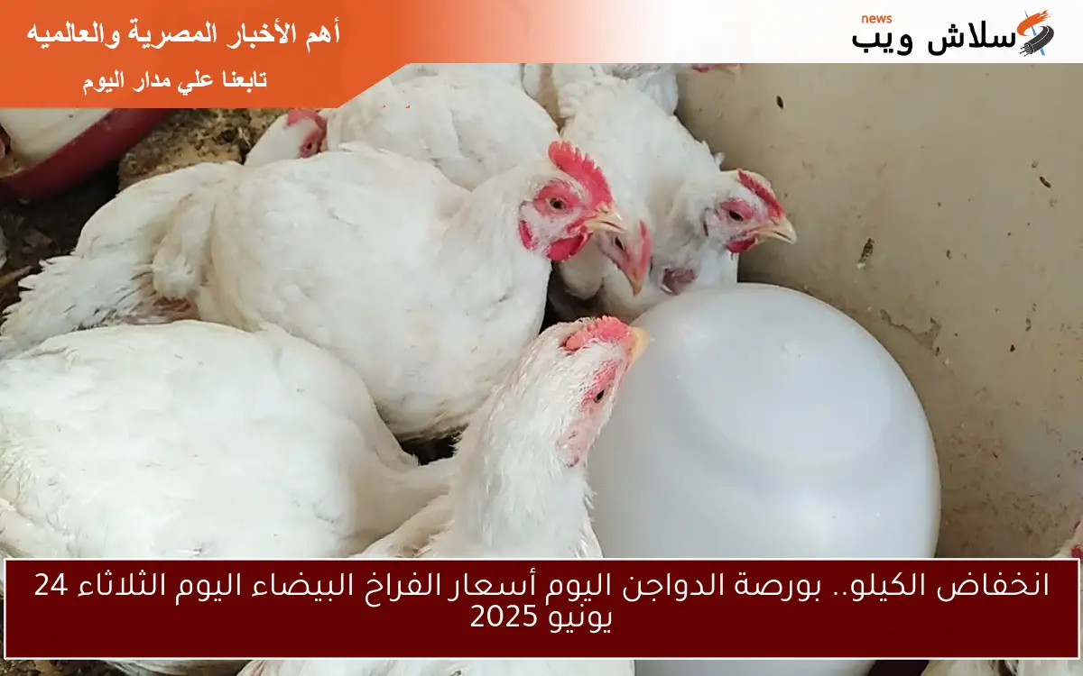 انخفاض الكيلو.. بورصة الدواجن اليوم أسعار الفراخ البيضاء اليوم الثلاثاء 24 يونيو 2025