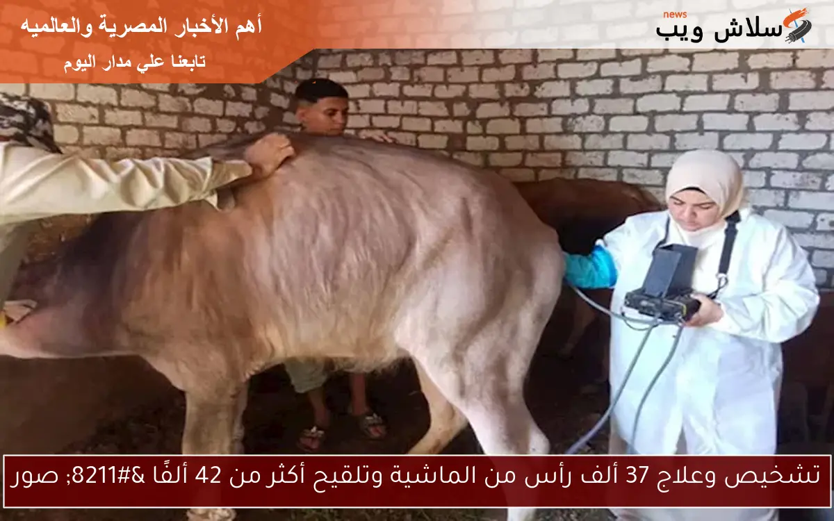 تشخيص وعلاج 37 ألف رأس من الماشية وتلقيح أكثر من 42 ألفًا - صور 2 تشخيص وعلاج 37 ألف رأس من الماشية وتلقيح أكثر من 42 ألفًا – صور