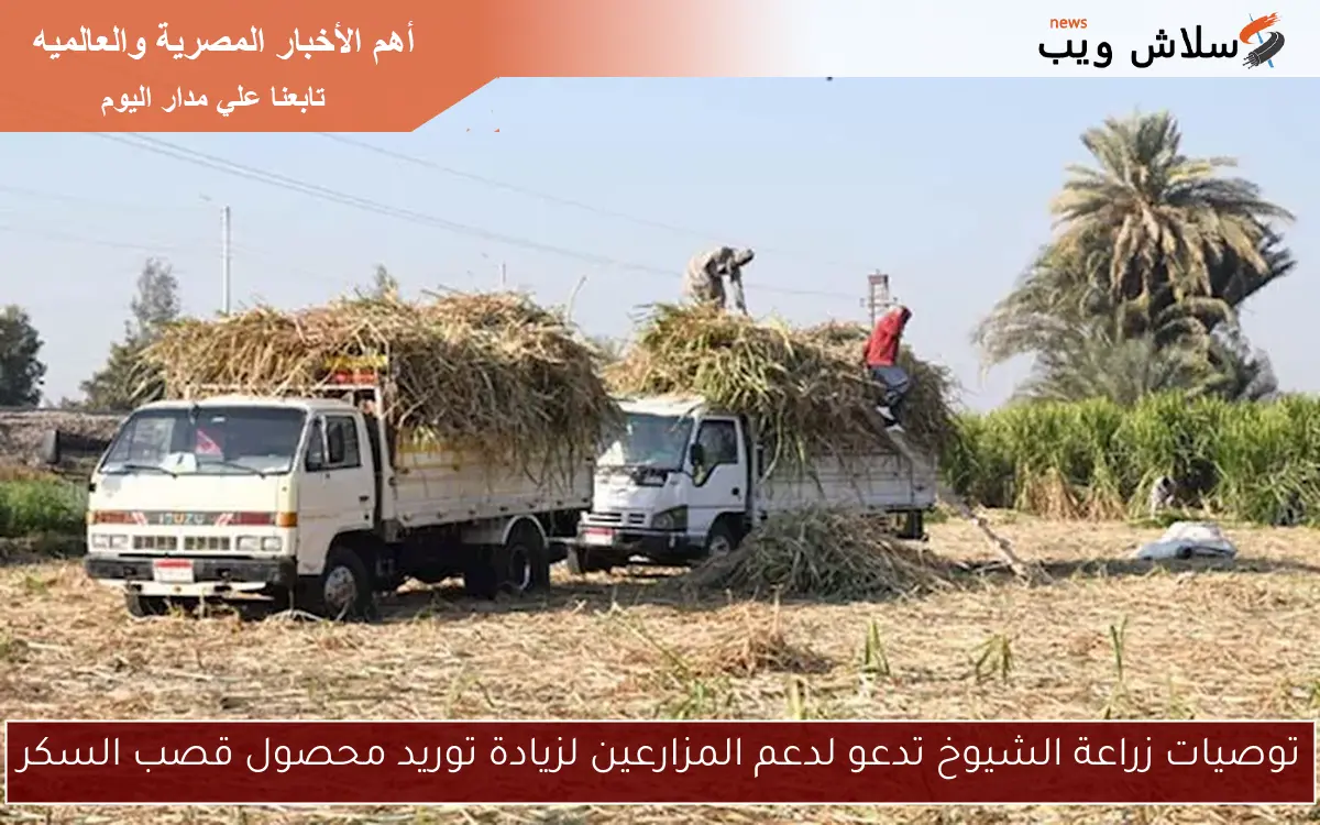 توصيات زراعة الشيوخ تدعو لدعم المزارعين لزيادة توريد محصول قصب السكر