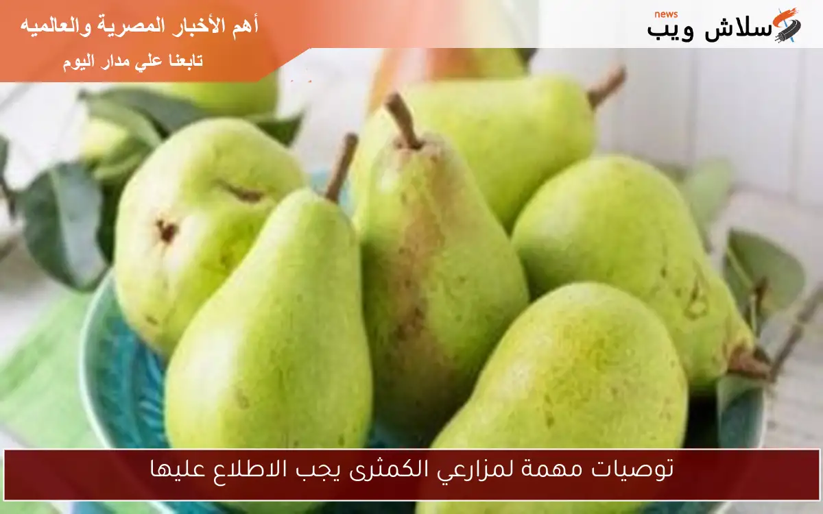 توصيات مهمة لمزارعي الكمثرى يجب الاطلاع عليها 2 توصيات مهمة لمزارعي الكمثرى يجب الاطلاع عليها