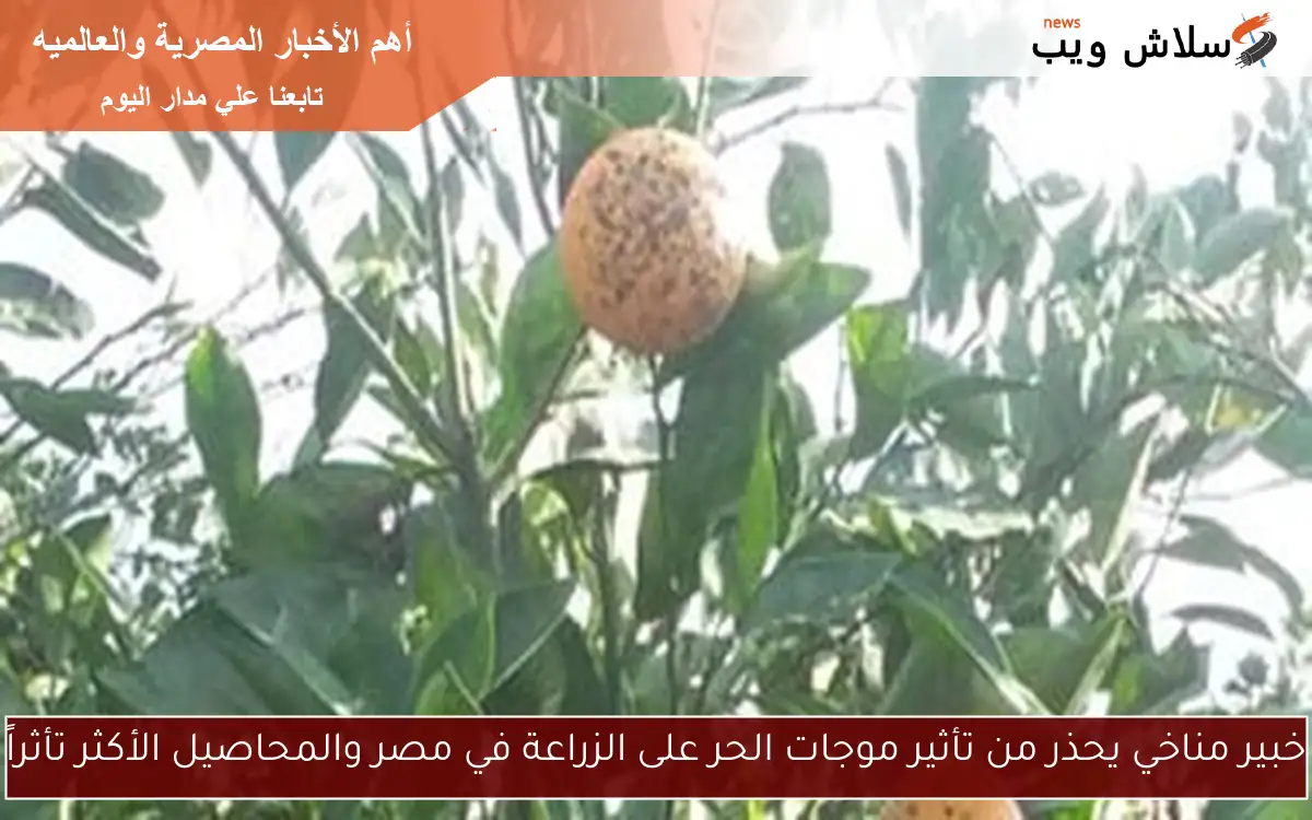 خبير مناخي يحذر من تأثير موجات الحر على الزراعة في مصر والمحاصيل الأكثر تأثراً 2 خبير مناخي يحذر من تأثير موجات الحر على الزراعة في مصر والمحاصيل الأكثر تأثراً