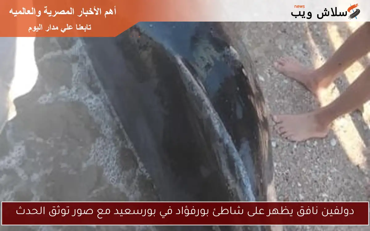 دولفين نافق يظهر على شاطئ بورفؤاد في بورسعيد مع صور توثق الحدث 2 دولفين نافق يظهر على شاطئ بورفؤاد في بورسعيد مع صور توثق الحدث