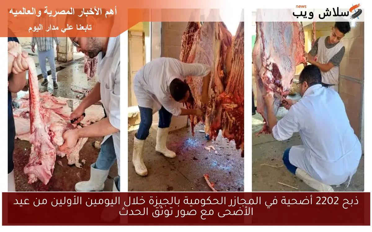 ذبح 2202 أضحية في المجازر الحكومية بالجيزة خلال اليومين الأولين من عيد الأضحى مع صور توثق الحدث 2 ذبح 2202 أضحية في المجازر الحكومية بالجيزة خلال اليومين الأولين من عيد الأضحى مع صور توثق الحدث