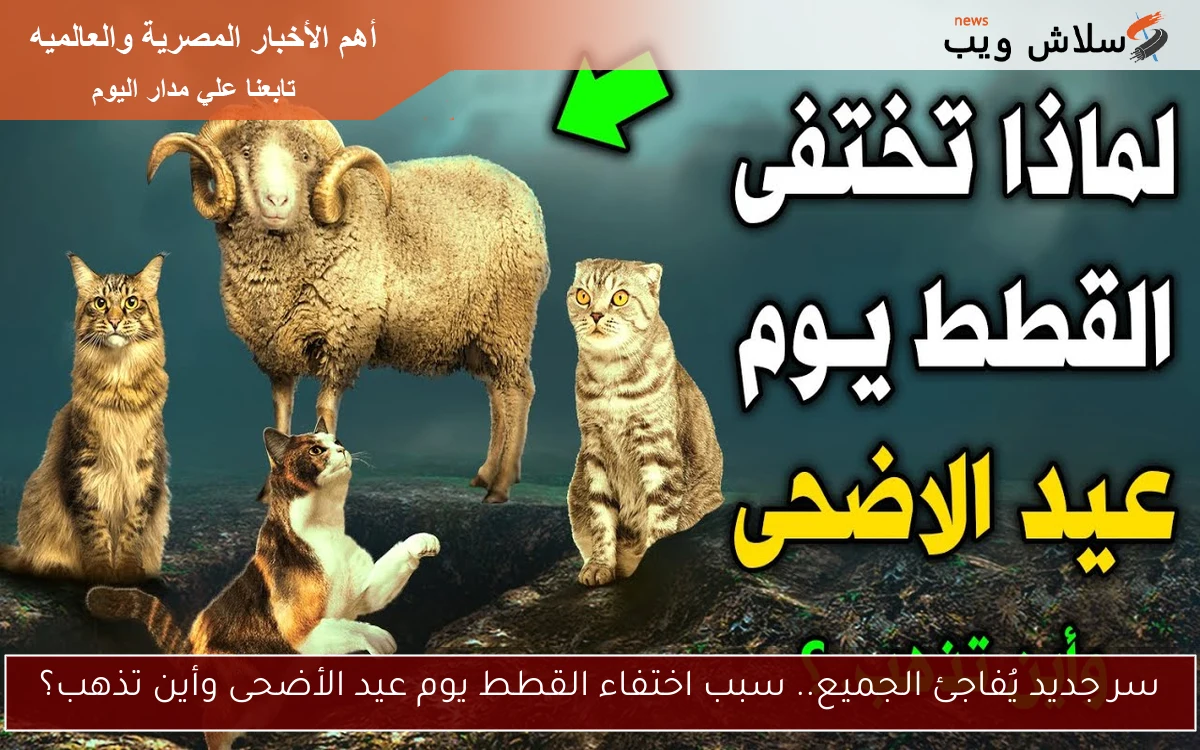 سر جديد يُفاجئ الجميع.. سبب اختفاء القطط يوم عيد الأضحى وأين تذهب؟ 2 سر جديد يُفاجئ الجميع.. سبب اختفاء القطط يوم عيد الأضحى وأين تذهب؟