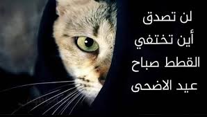 سر جديد يُفاجئ الجميع.. سبب اختفاء القطط يوم عيد الأضحى وأين تذهب؟ 3 سبب اختفاء القطط يوم عيد الأضحى