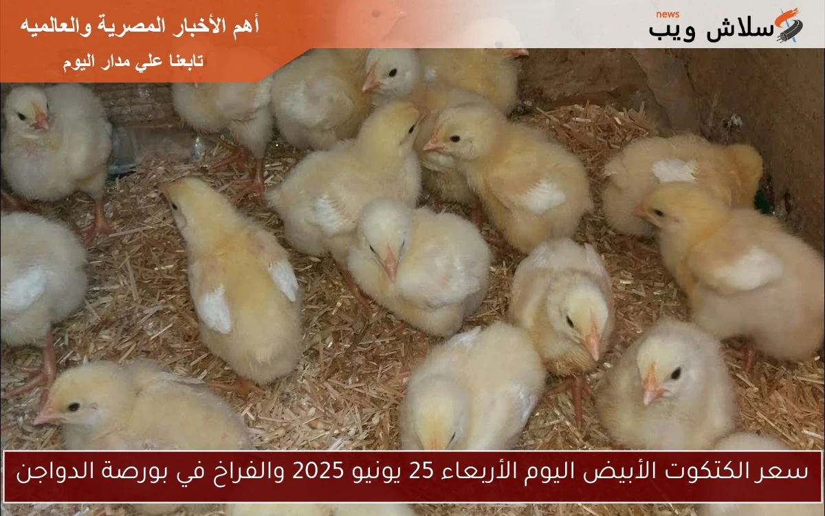 سعر الكتكوت الأبيض اليوم الأربعاء 25 يونيو 2025 والفراخ في بورصة الدواجن