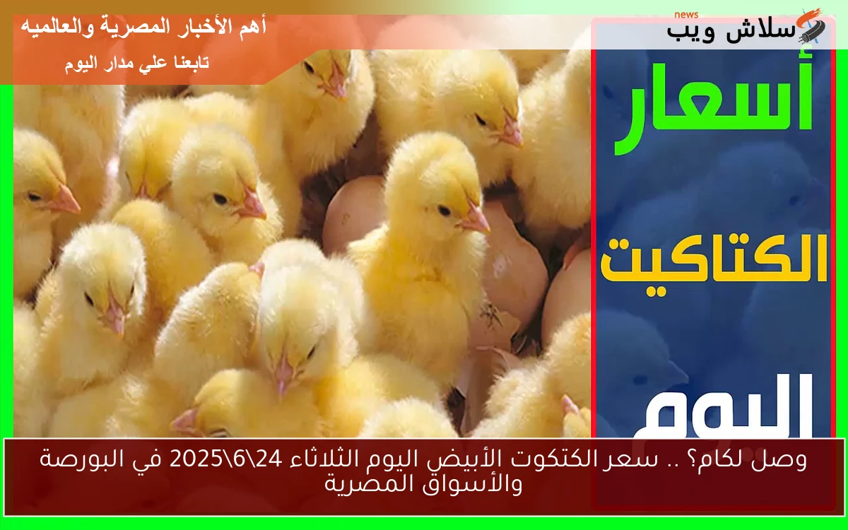 وصل لكام؟ .. سعر الكتكوت الأبيض اليوم الثلاثاء 24\6\2025 في البورصة والأسواق المصرية