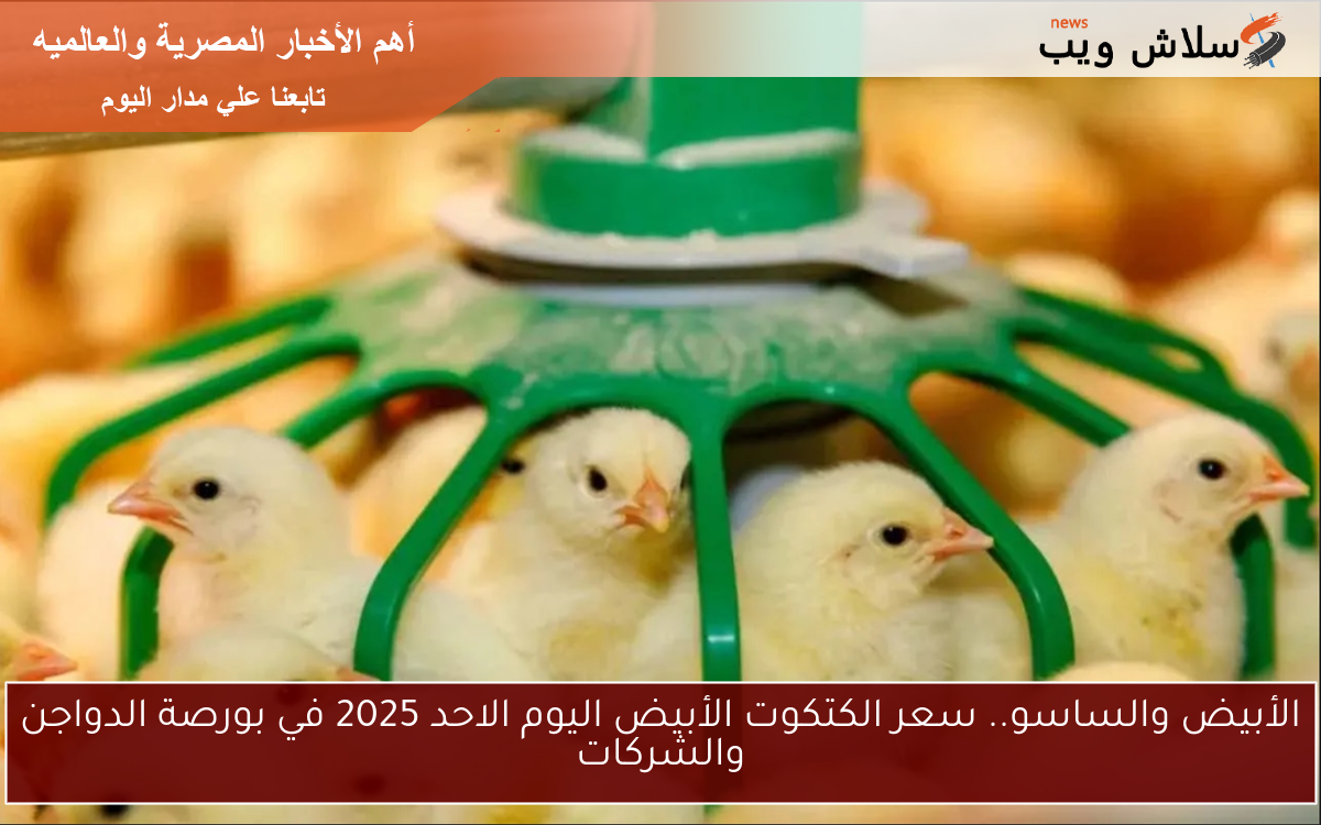الأبيض والساسو.. سعر الكتكوت الأبيض اليوم الاحد 2025 في بورصة الدواجن والشركات