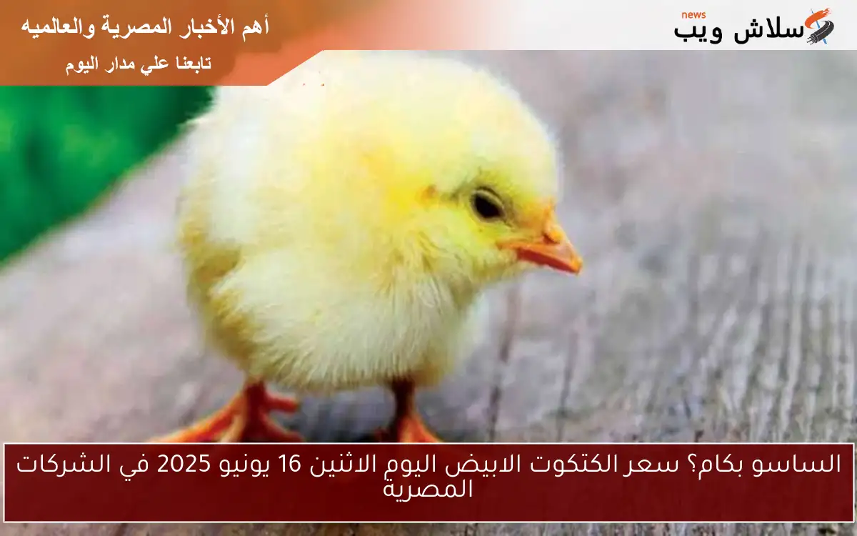 الساسو بكام؟ سعر الكتكوت الابيض اليوم الاثنين 16 يونيو 2025 في الشركات المصرية 2 الساسو بكام؟ سعر الكتكوت الابيض اليوم الاثنين 16 يونيو 2025 في الشركات المصرية