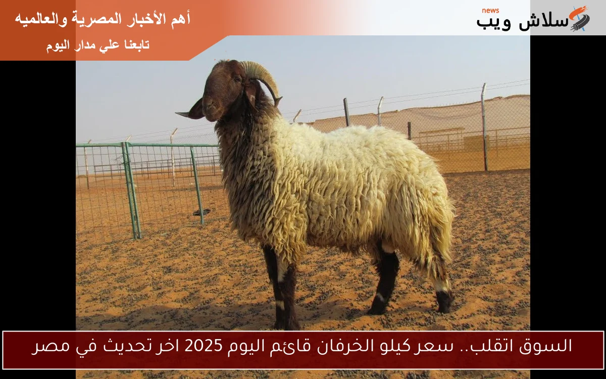 السوق اتقلب.. سعر كيلو الخرفان قائم اليوم 2025 اخر تحديث في مصر 2 السوق اتقلب.. سعر كيلو الخرفان قائم اليوم 2025 اخر تحديث في مصر