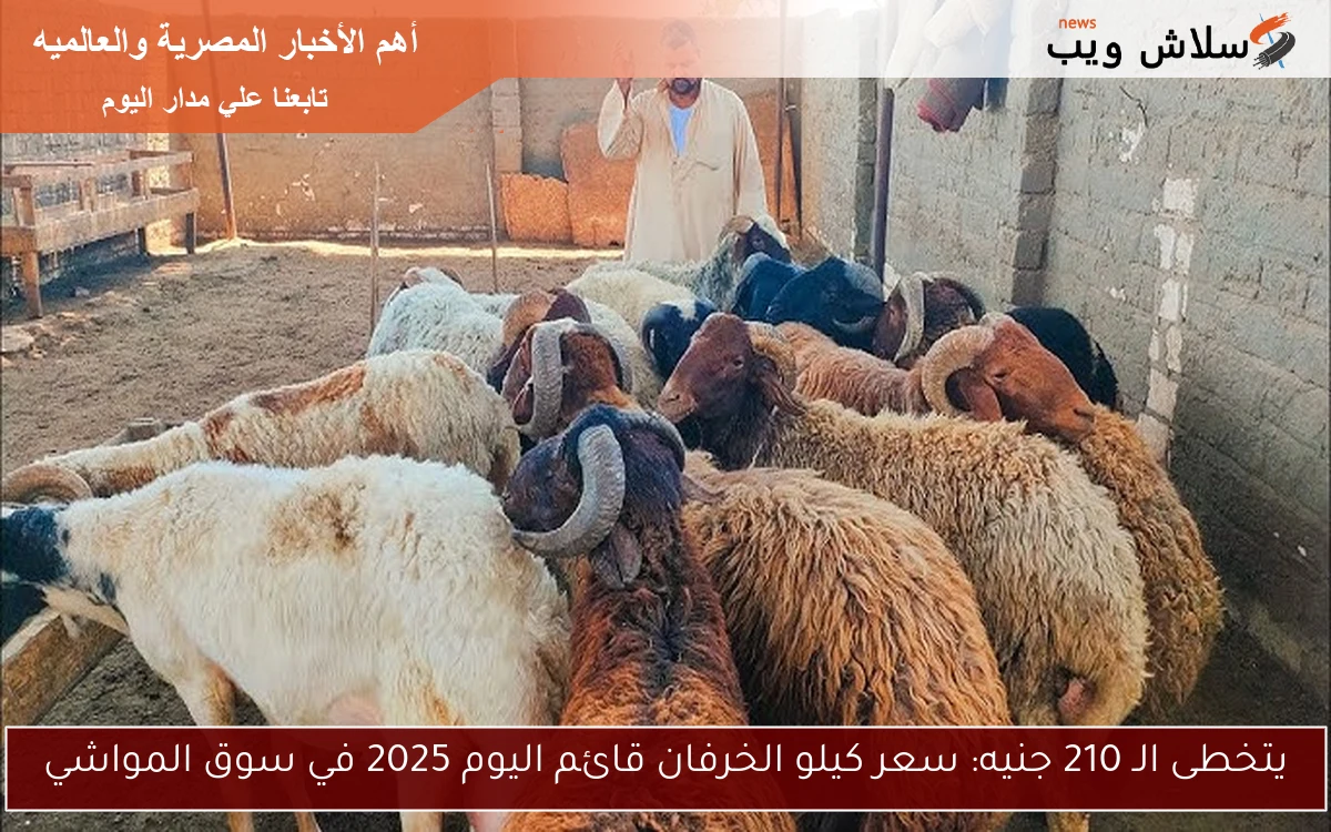 يتخطى الـ 210 جنيه: سعر كيلو الخرفان قائم اليوم 2025 في سوق المواشي 2 يتخطى الـ 210 جنيه: سعر كيلو الخرفان قائم اليوم 2025 في سوق المواشي