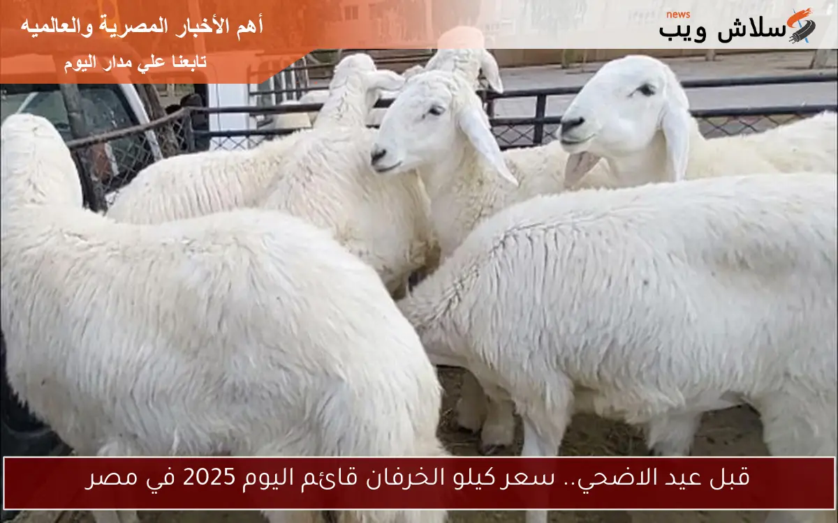 قبل عيد الاضحي.. سعر كيلو الخرفان قائم اليوم 2025 في مصر 2 قبل عيد الاضحي.. سعر كيلو الخرفان قائم اليوم 2025 في مصر