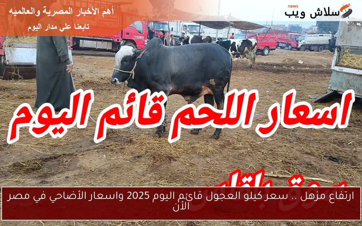 ارتفاع مزهل .. سعر كيلو العجول قائم اليوم 2025 واسعار الأضاحي في مصر الأن 2 ارتفاع مزهل .. سعر كيلو العجول قائم اليوم 2025 واسعار الأضاحي في مصر الأن