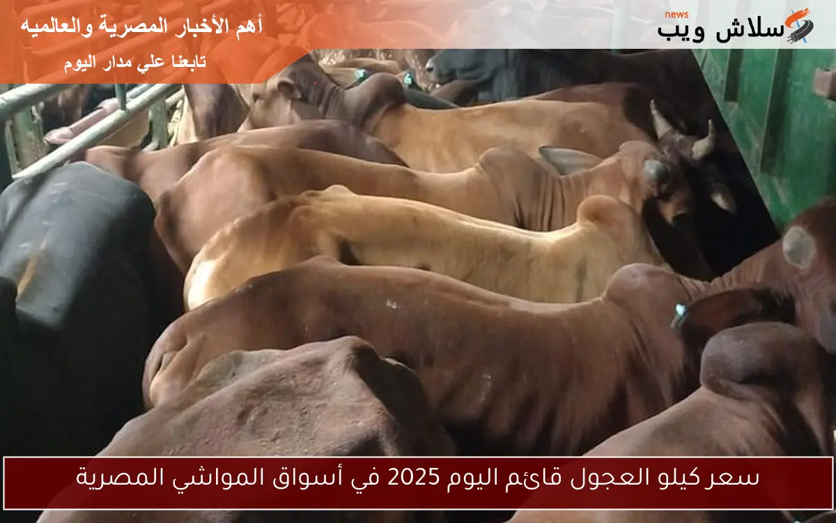 سعر كيلو العجول قائم اليوم 2025 في أسواق المواشي المصرية 2 سعر كيلو العجول قائم اليوم 2025 في أسواق المواشي المصرية